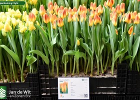 Tulipa Blushing Flight ® (1)